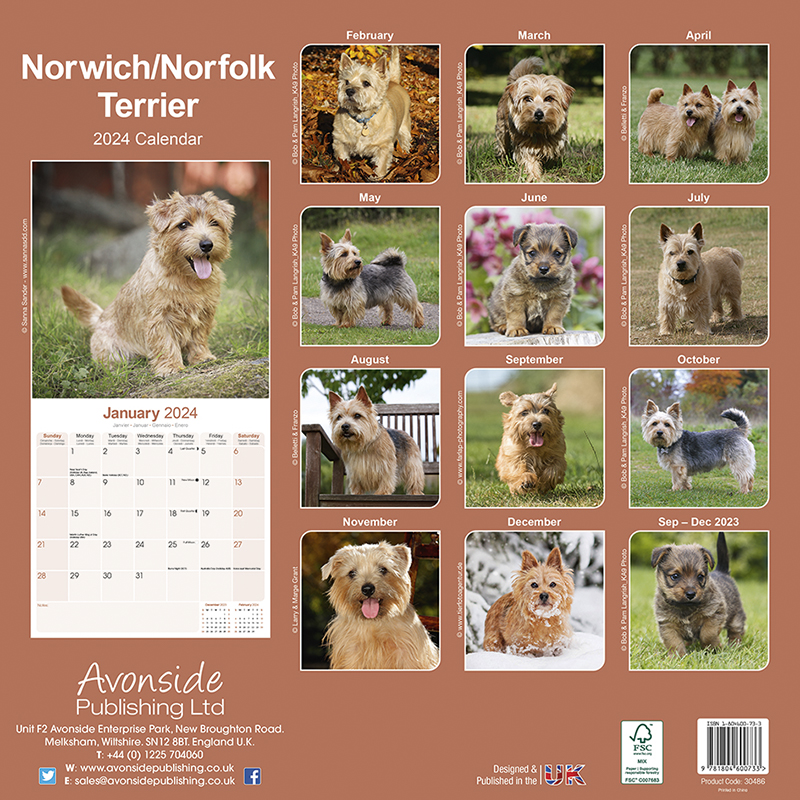 Norwich & Norfolk Terrier Calendar 2024 (Square) Dogs Naturally